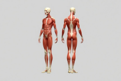 CT Procedures: Spine and Extremities